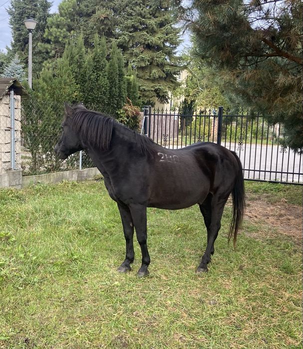 Ogier Hucuł Luksus Licencja
