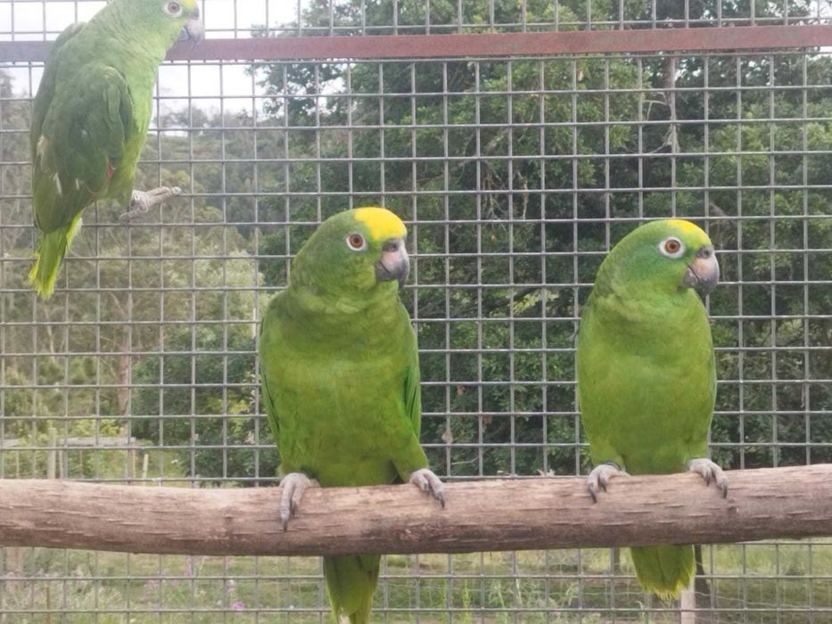 Amazonas Ochrocephala
