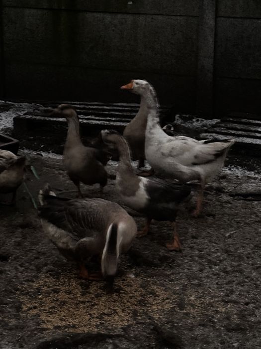 Gesi garnonose promocja