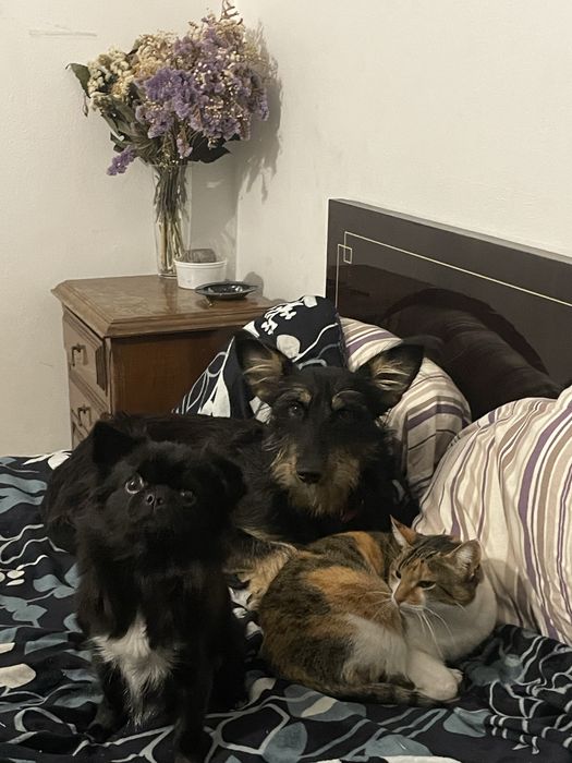 Petsitting e dog walking