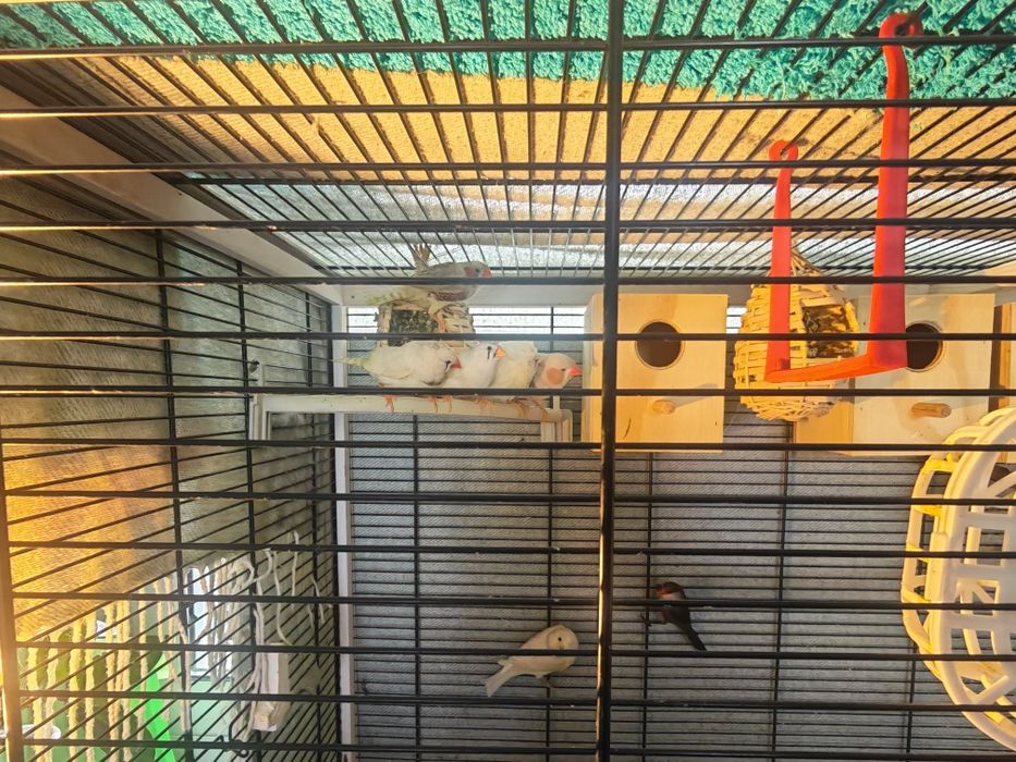 Canários + Bicos de Lacre e  Mandarins