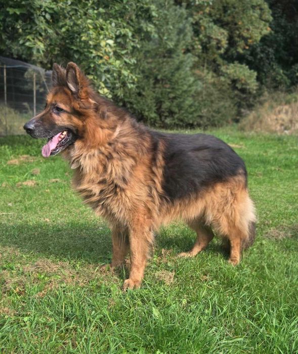 owczarek niemiecki Rex Szuka domu -schronisko Zgierz-aktualne