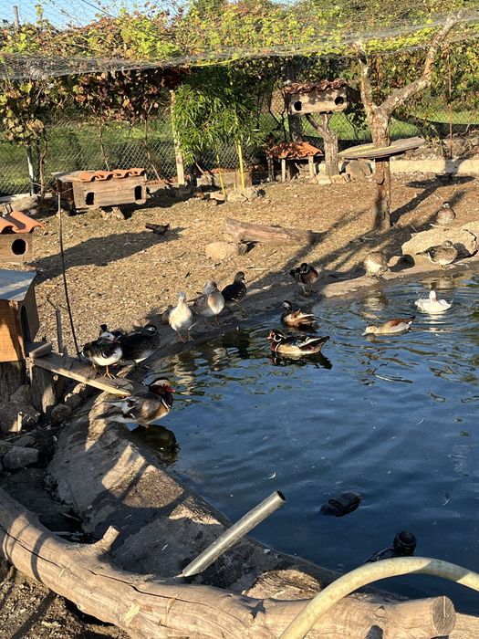 Patos ornamentais