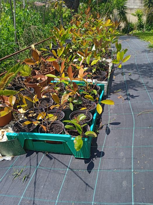 Fotinia ( Faça belas sebes)