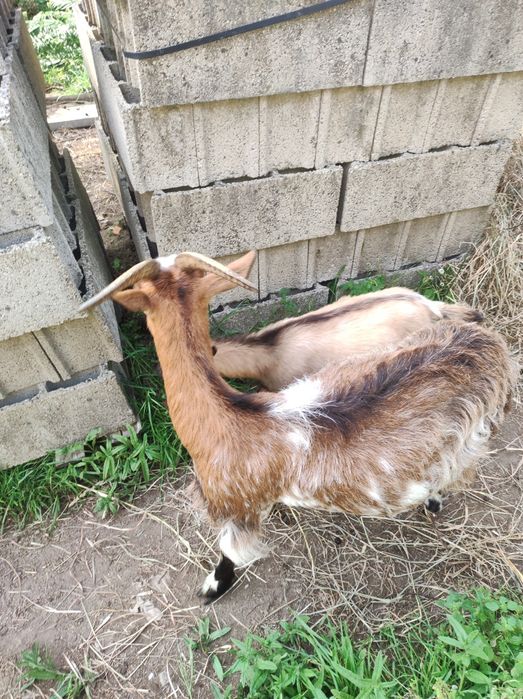 vendo cabrita uma cria