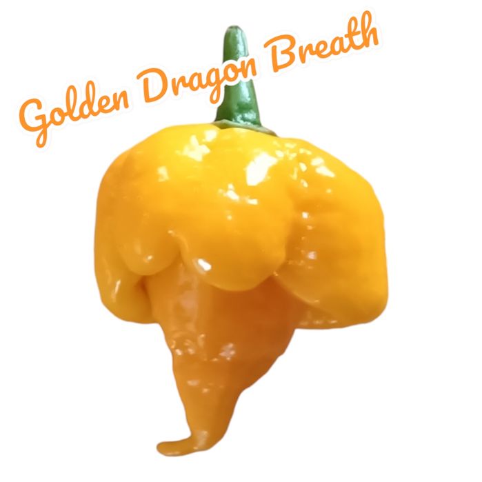 Vendo sementes de malaguetas/ pimentas raras de muitas variedades