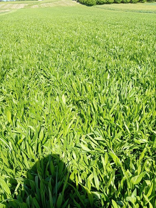 nasiona babka lancetowata 2025