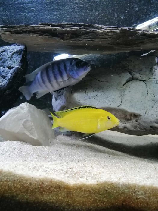 Ciclideos africanos - Labidochromis caeruleus
