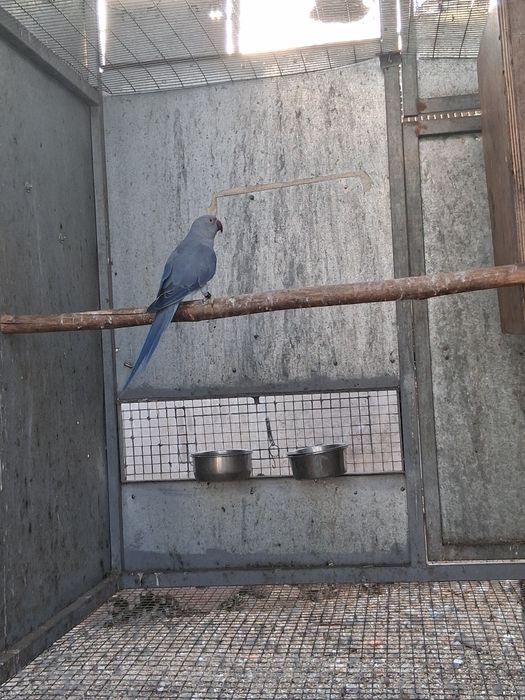 Lote de ring necks 2024 e 2025