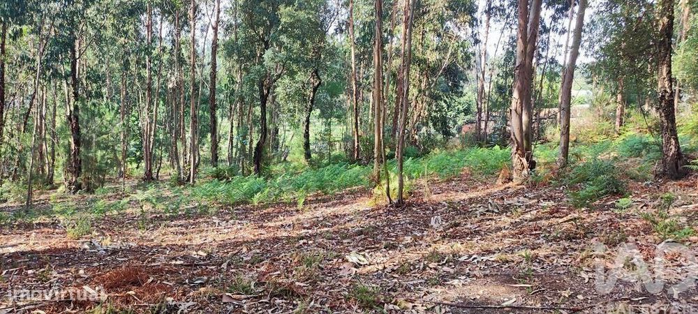 Terreno Agrícola em Bela