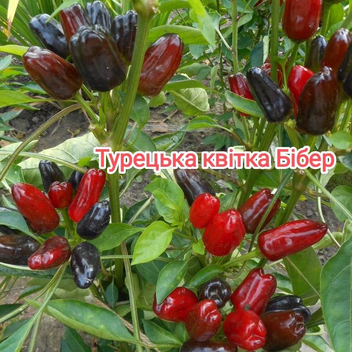 Насіння гострого гіркого перцю