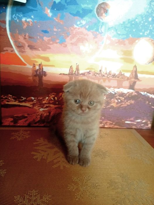 Котенята висловухі шотландці