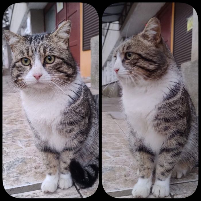 Отдам даром в добрые руки полосато-белого котика