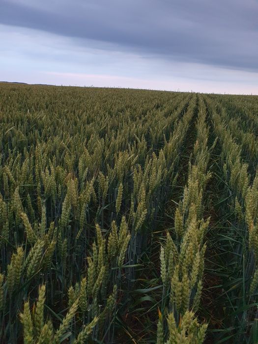 Сівалка Agrokalina KASI DMS 4.0
