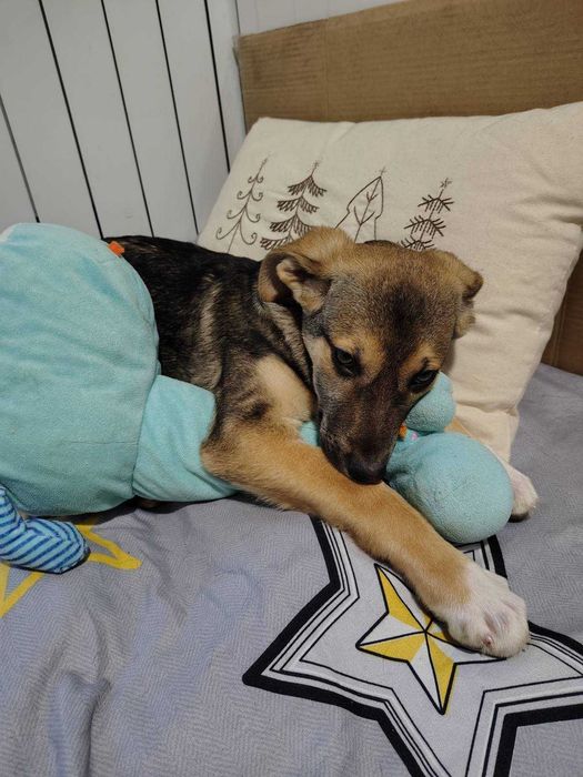 Щенок, возраст 4 месяца