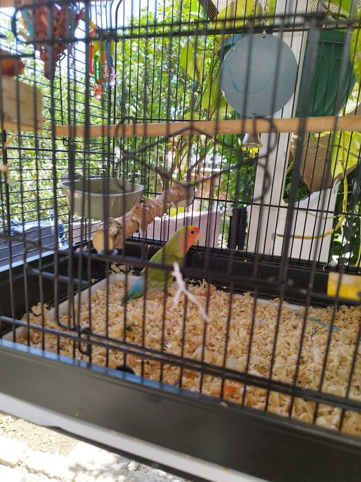 Pássaro Agaporni com gaiola e brinquedos