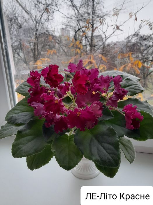 Фиалки  Ліст, укорінений ліст, деткі