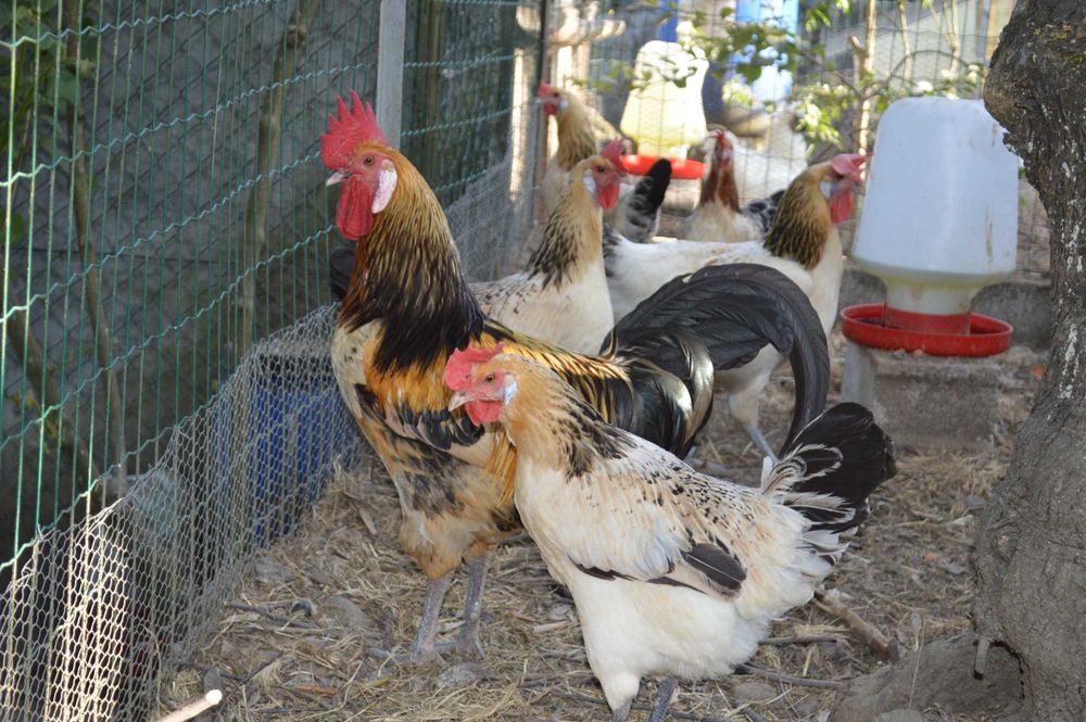 Ovos Galados –  Criação ao Ar Livre