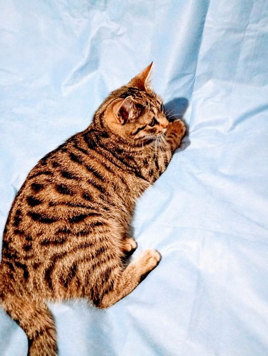 Віддам кошеня(дівчинка) безкоштовно