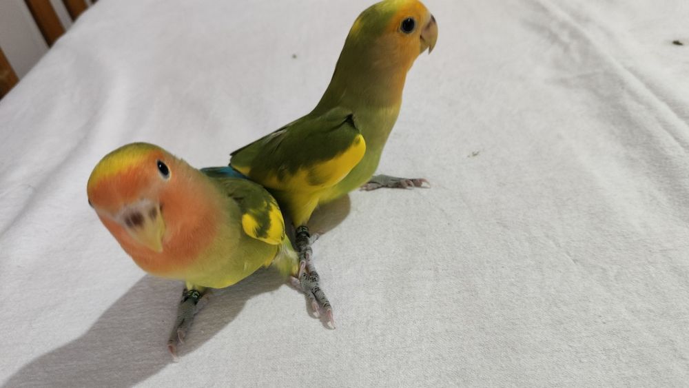 Agapórnis Domesticados e super meigos