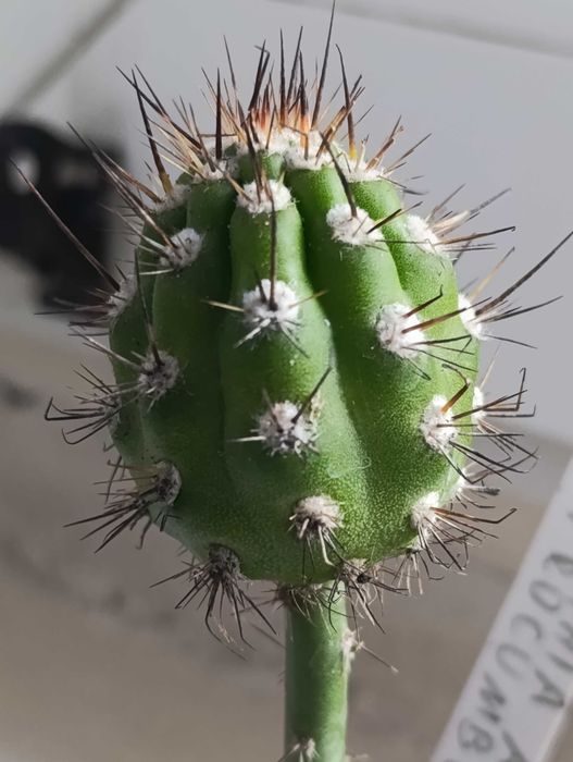 kaktus Eulychnia acida v . procumbens