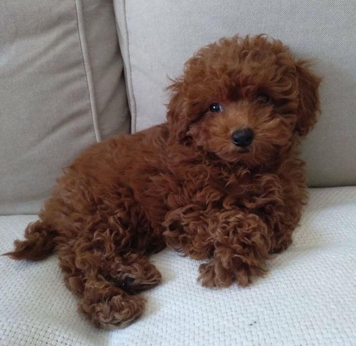 Ред браун той пудель, хлопчик,