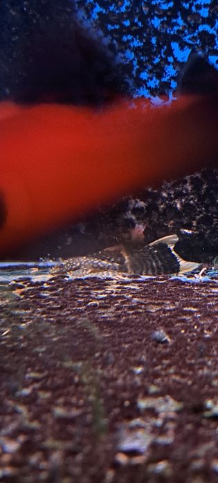 Glonojady ancistrus weloniaste oraz standard