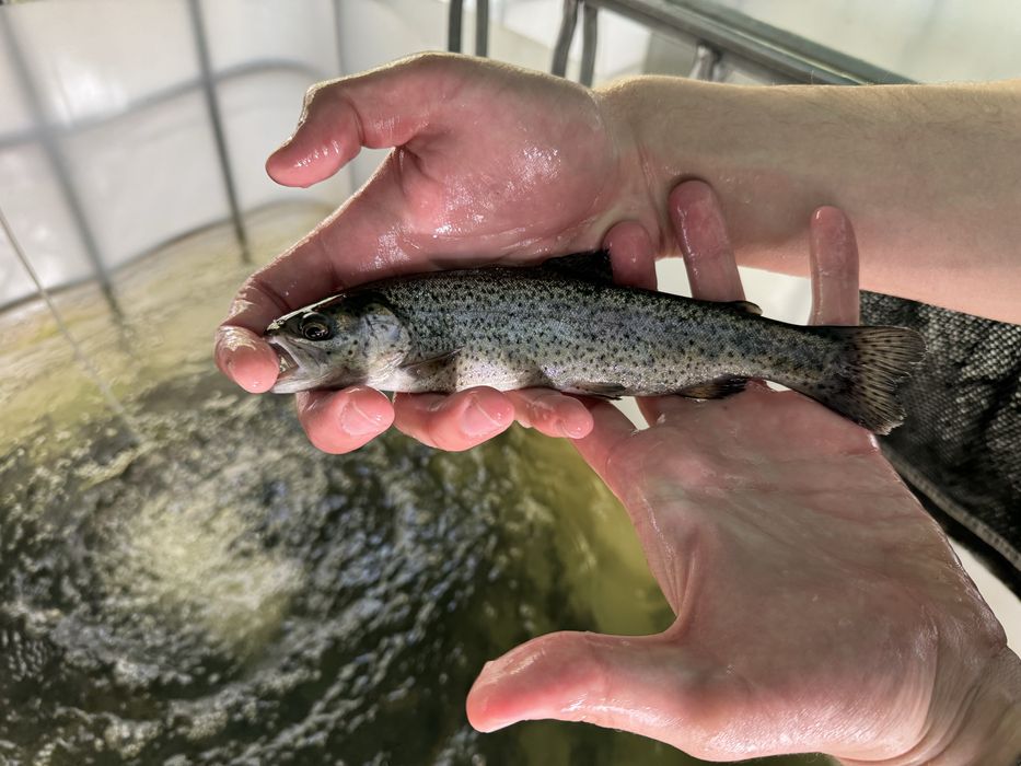 Narybek pstrąga pstrągi tęczowe do stawu pstrąg tęczowy ryby