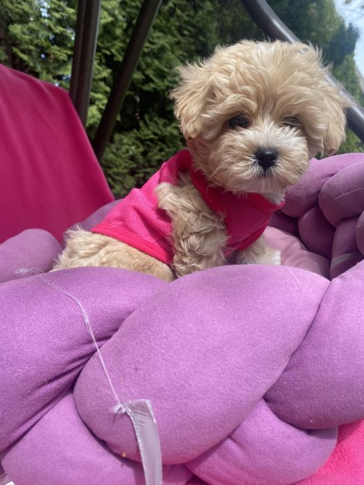 Пухнасті карамельки мальтіпу