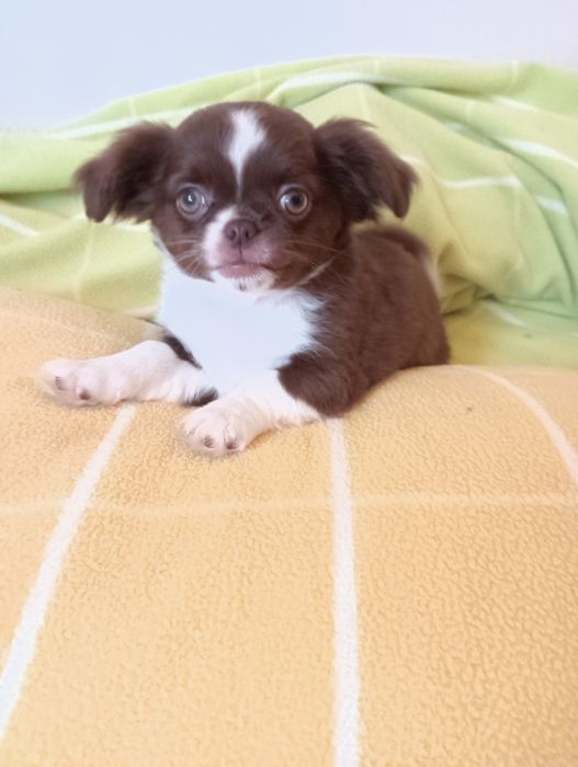 Chihuahua  macho chocolate