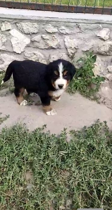 Продаються песенятка породи бернського зенненхунда, роджені 4 липня,