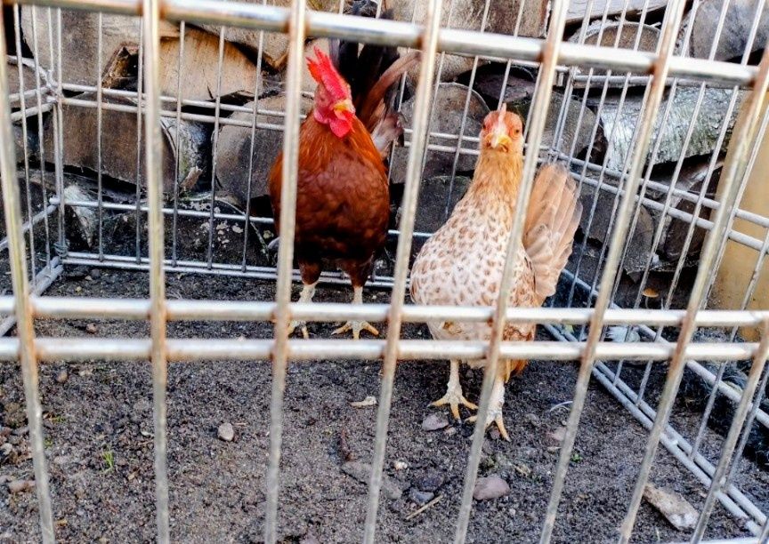 Seramki Zeszłoroczne