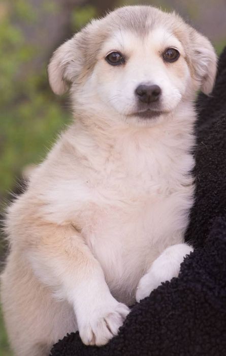 Щенок девочка ищет доброго хозяина