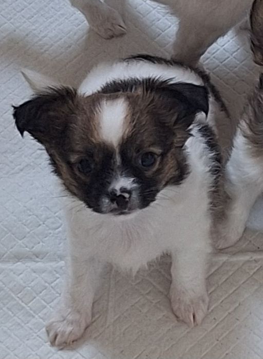 Chihuahua samiec  długowłosy chłopiec Lipton