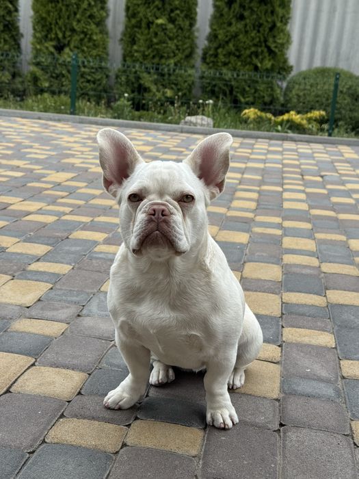 Стерилізована дівчинка французького бульдога окрас платіна 1,5 роки