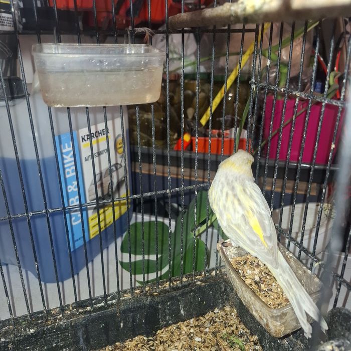 Kanarki na sprzedaż 2025 samiec