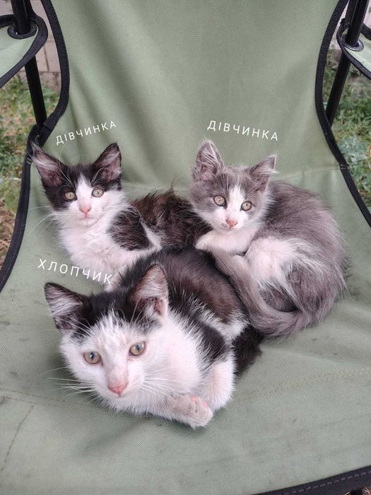 кошенята в добрі руки