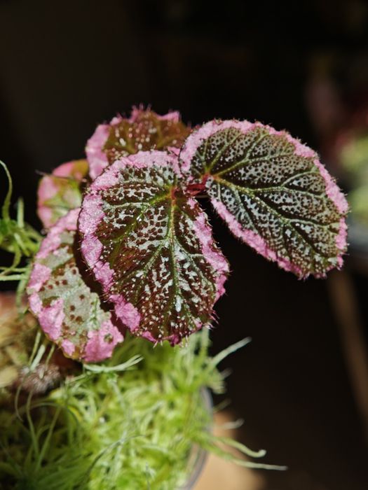 Begonia fulvovillosa, u012, бегонія