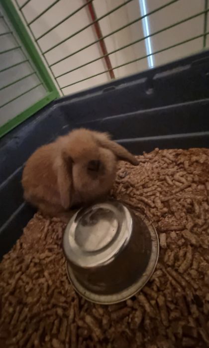 Coelhos anões/ orelhudos