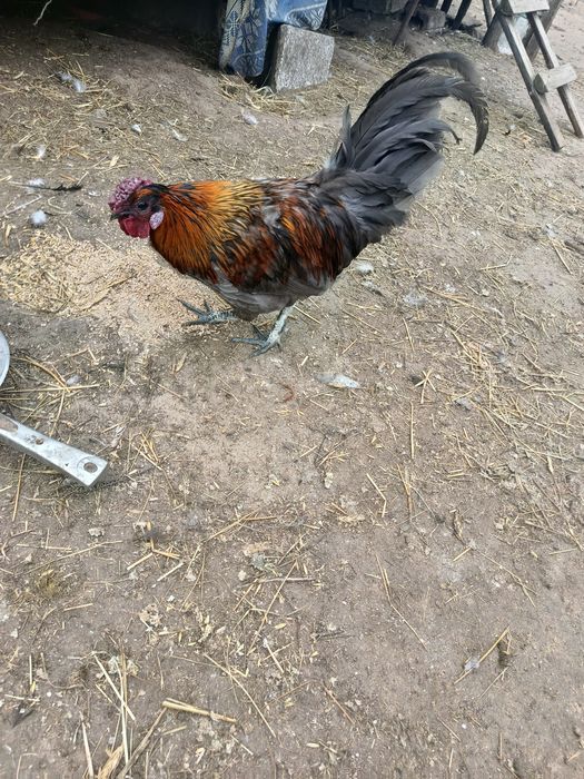 Młode koguty  sprzedam