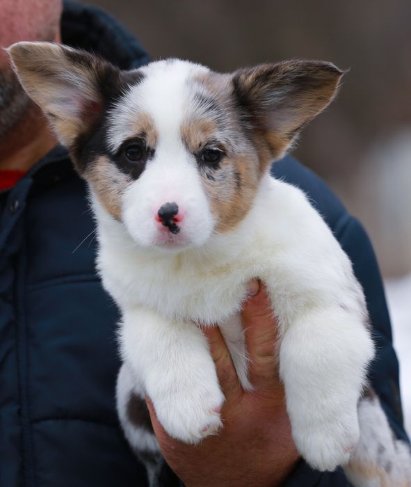 Дівчинка вельш коргі кардиган