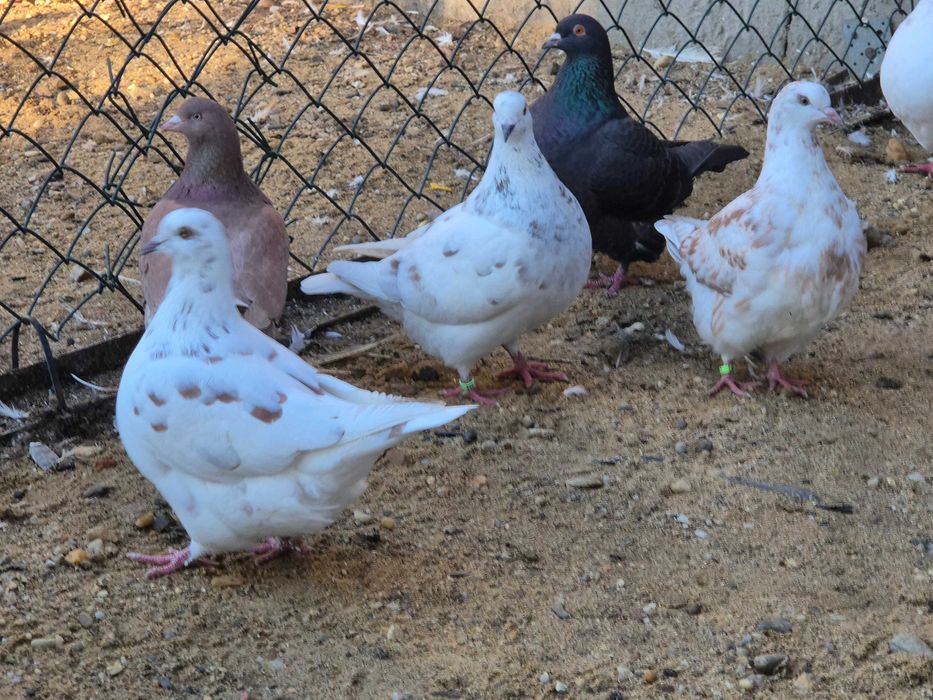 Gołębie texsanery,mondainy z 2025 roku