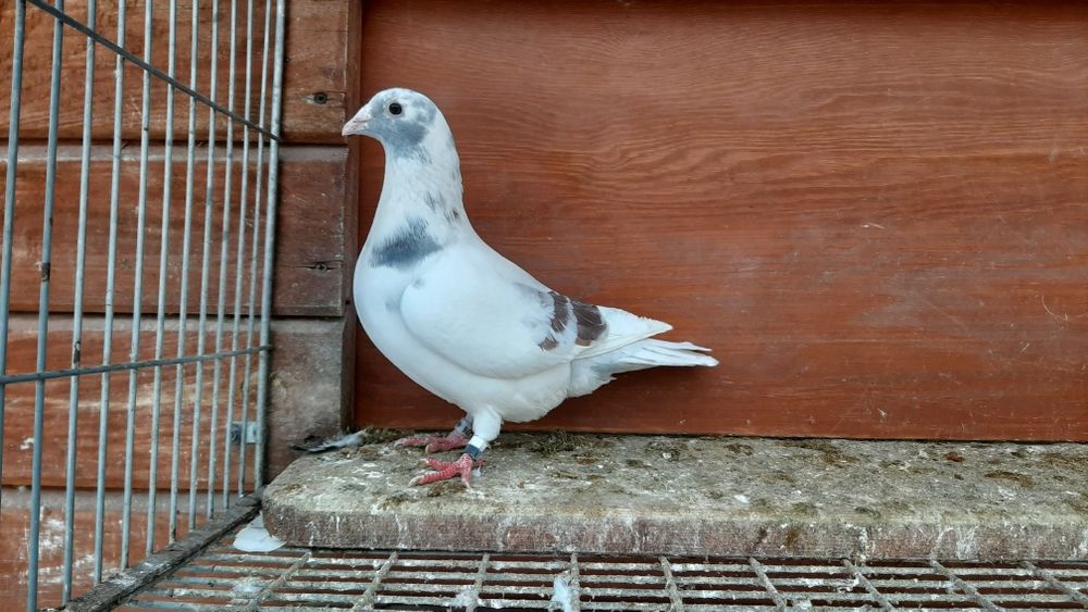 Ptaki pocztowe krase mozaik. 25r