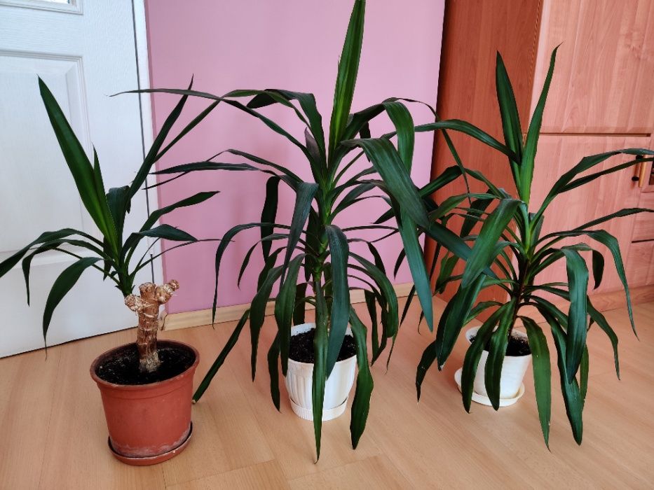 Jukka doniczkowa różnej wielkości