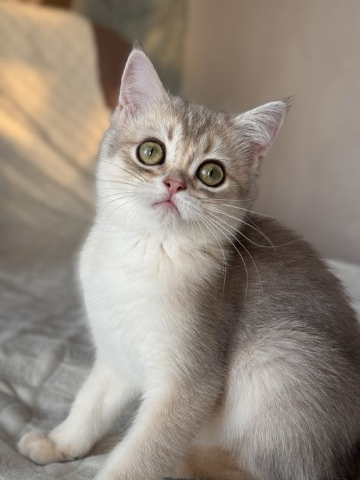 Джульєта  окрасу блакитна золота шиншила