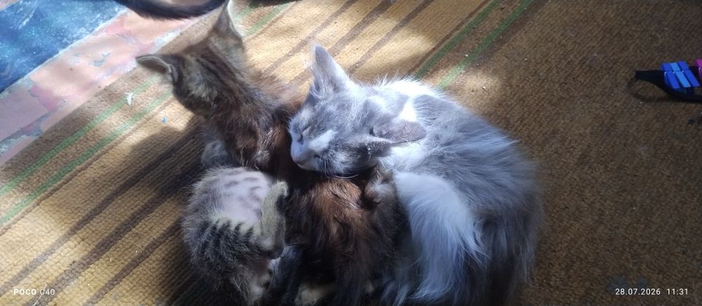 Срочно віддам котят в добрі руки