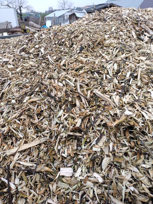 Zrębka ogrodowa  sciułkowa