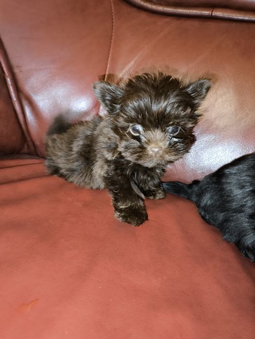 Продам мини мальчиков биро йорчики