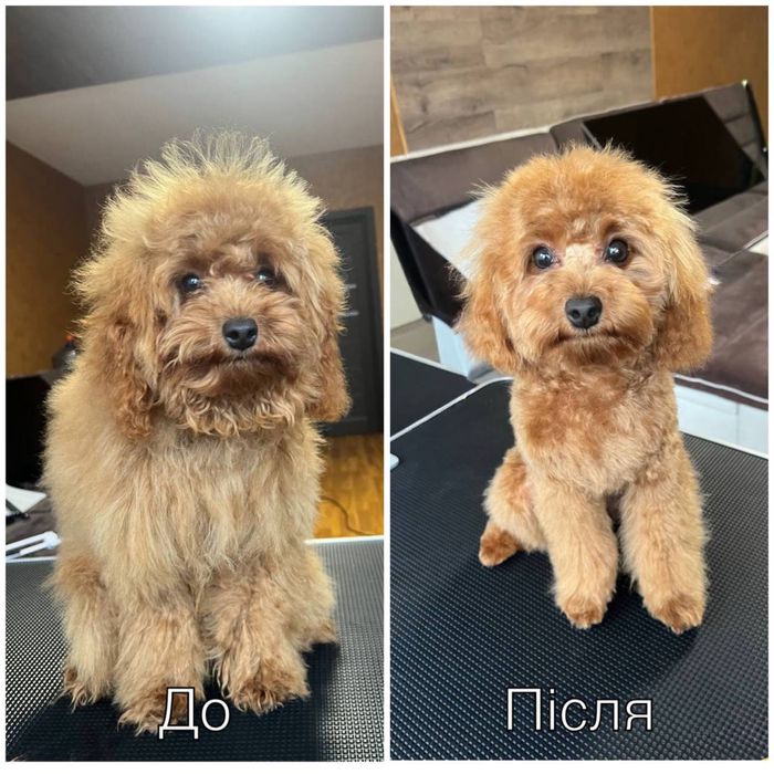 Груминг с любовью