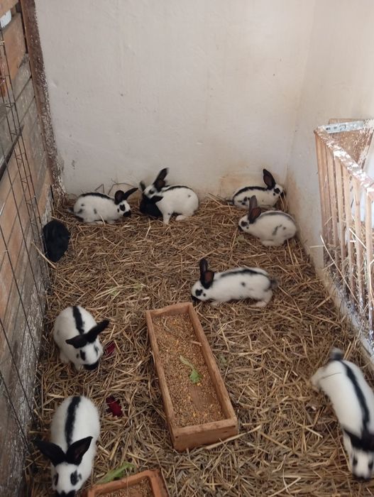 Króliki srokacze młode